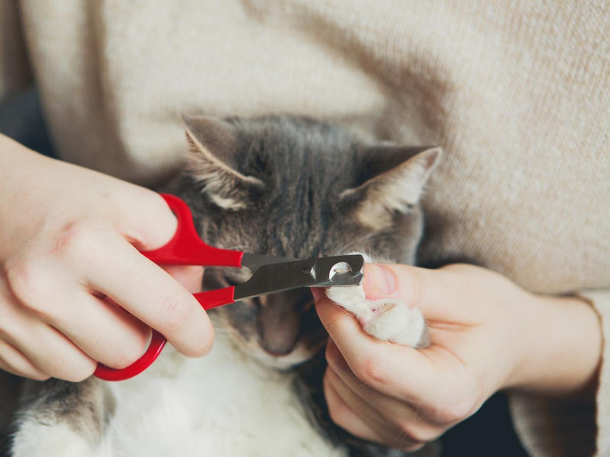 Panduan Lengkap: Cara Memotong Kuku Kucing dengan Aman dan Efektif
